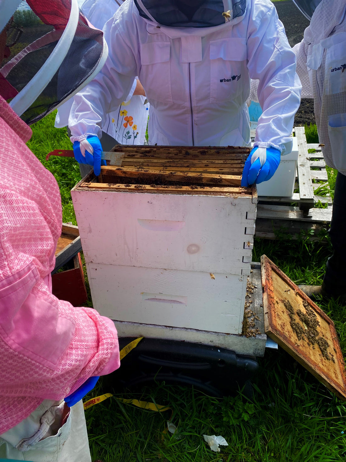 Beginner Beekeeping Course