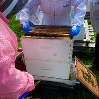 Beginner Beekeeping Course