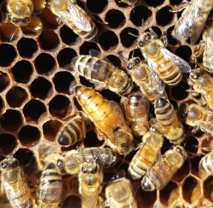 BC Queens, from Okanagan Honey