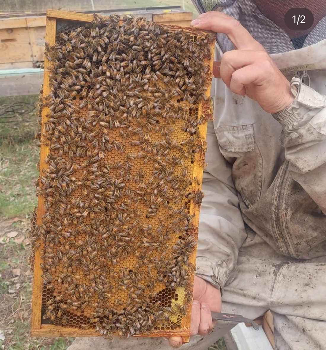 BC Queens, from Bulkley Valley