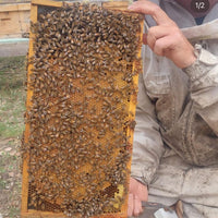 BC Queens, from Bulkley Valley