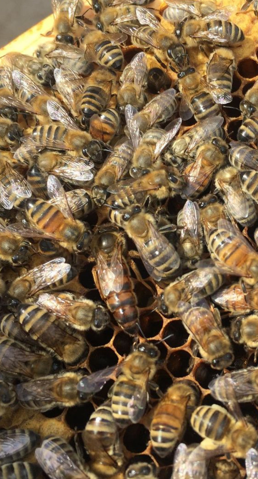 BC Queens, from Bulkley Valley