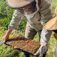 Beginner Beekeeping Course