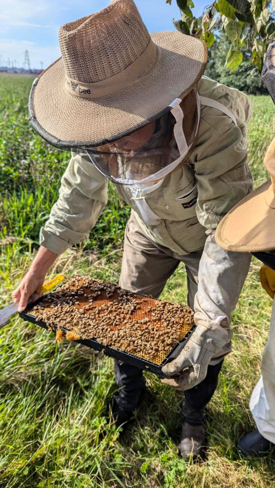 Beginner Beekeeping Course