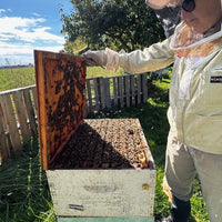 Beginner Beekeeping Course