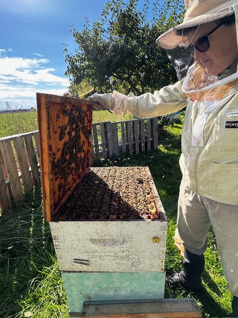 Beginner Beekeeping Course