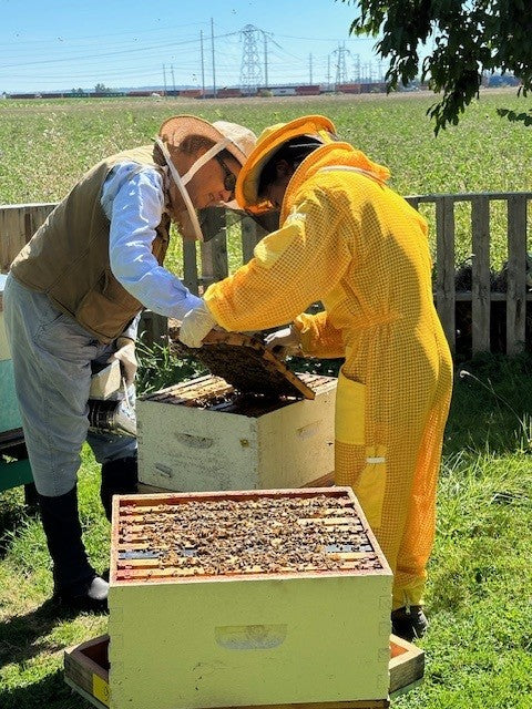 Beginner Beekeeping Course