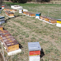 5-Frame Nuc from Golden Cariboo Honey Apiaries