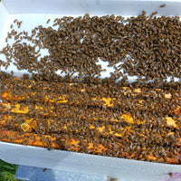 5-Frame Nuc from Okanagan Honey (Overwintered)