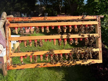 Backyard Queen Rearing Course - 2 Days