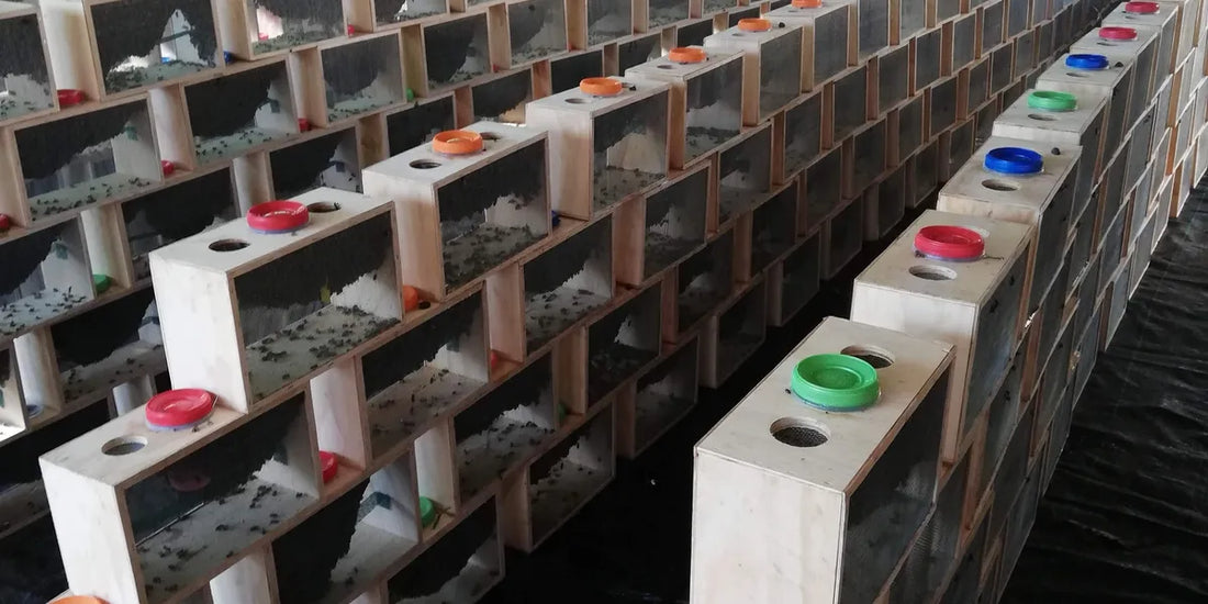 Chilean Packaged Bees (1.5 KG) ETA Mid-March