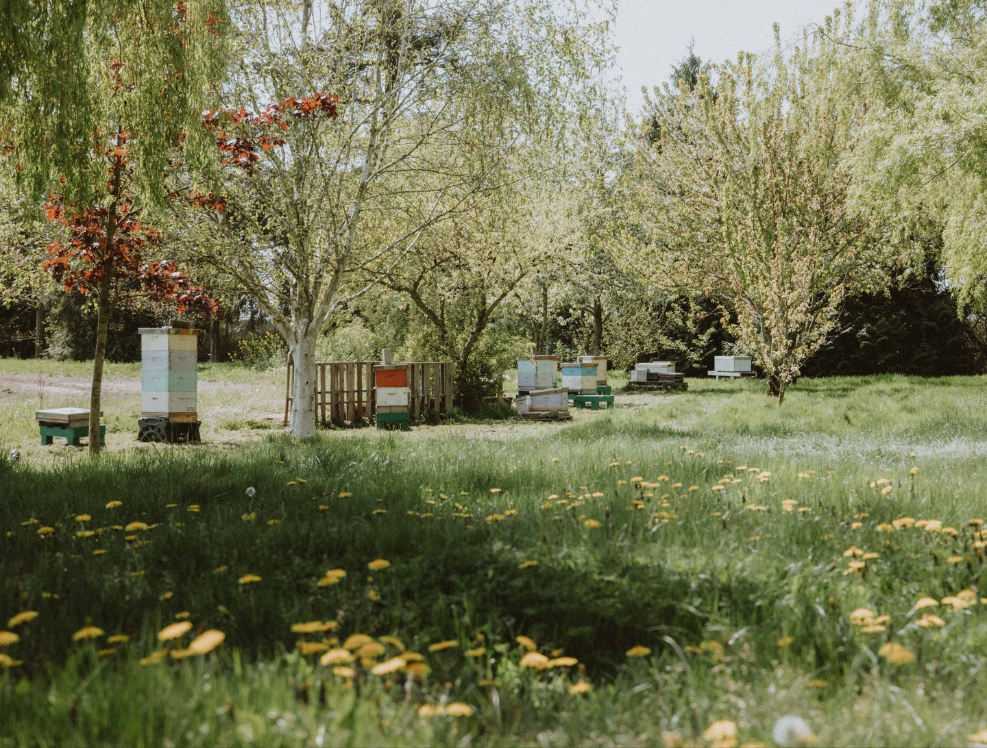 Lush green park with trees, plants and an apiary for bees