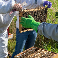 Hands-in-the-Hives Beekeeping & Mentorship Series -- BEGINNER