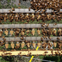 BC Queens, from Golden Cariboo Honey