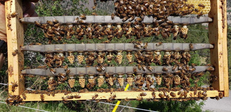 BC Queens, from Golden Cariboo Honey