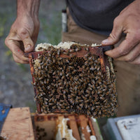 BC Queens, from Golden Cariboo Honey