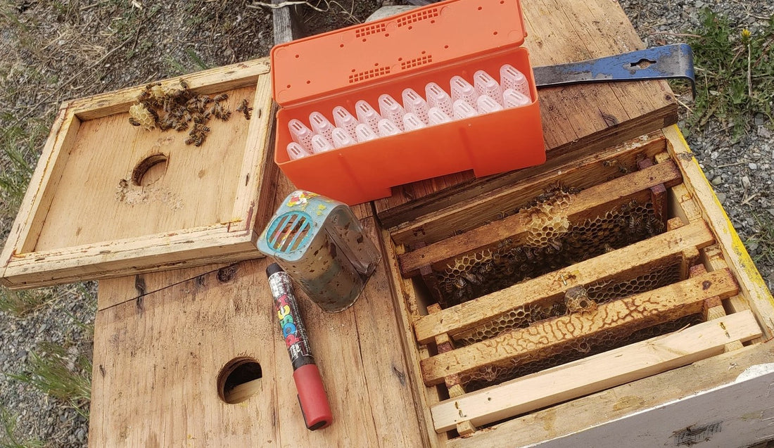 BC Queens, from Golden Cariboo Honey