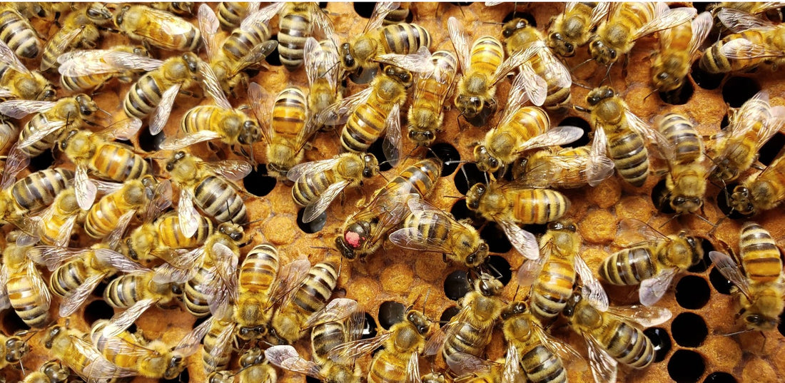 BC Queens, from Golden Cariboo Honey