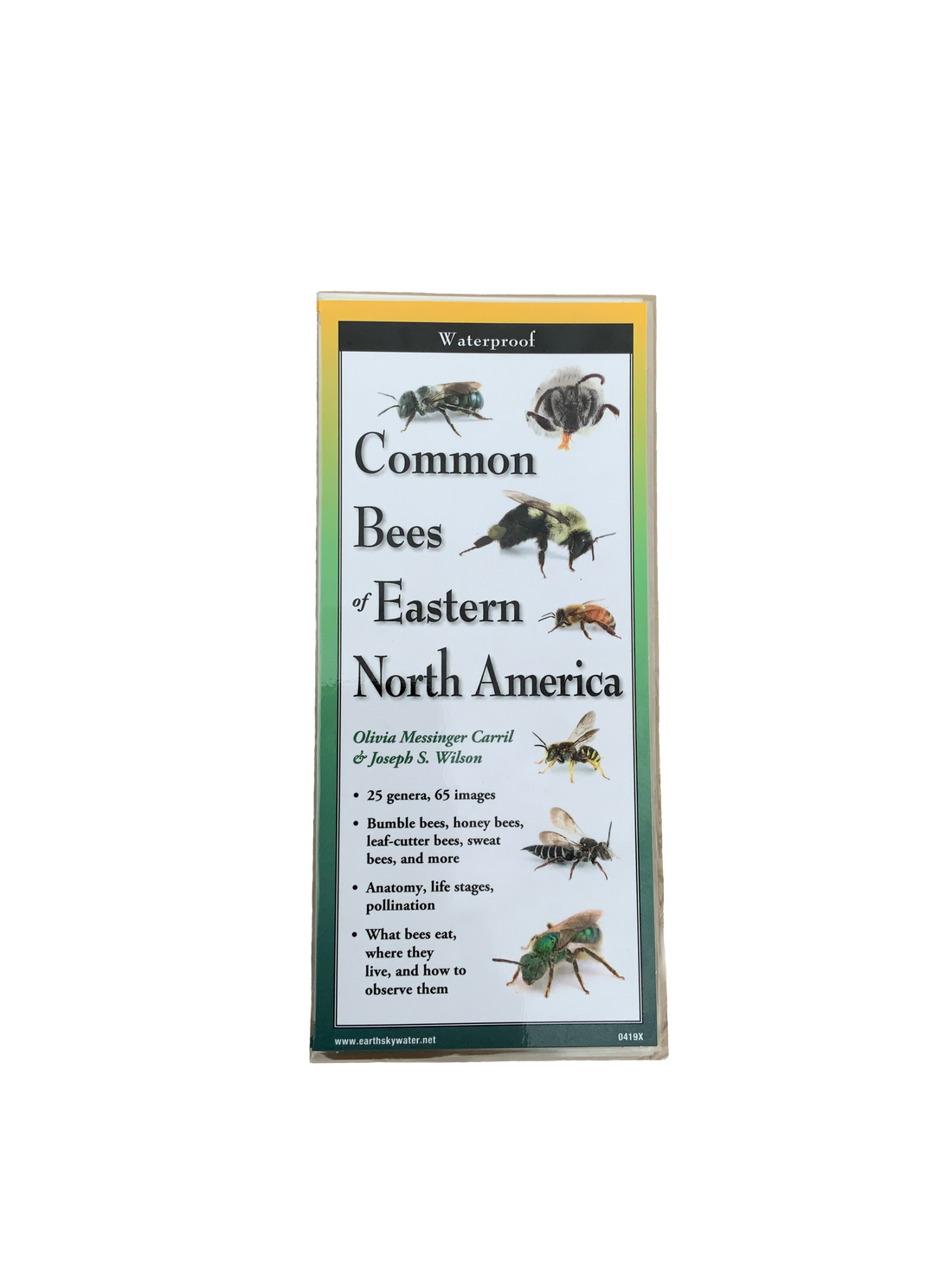 Common Bees of Eastern North America – Educational Pamphlet