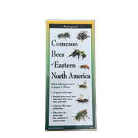 Common Bees of Eastern North America – Educational Pamphlet