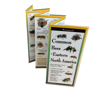 Common Bees of Eastern North America – Educational Pamphlet