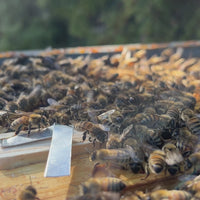 Workers gently clustering on a newly introduced Olivarez carniolin queen cage.