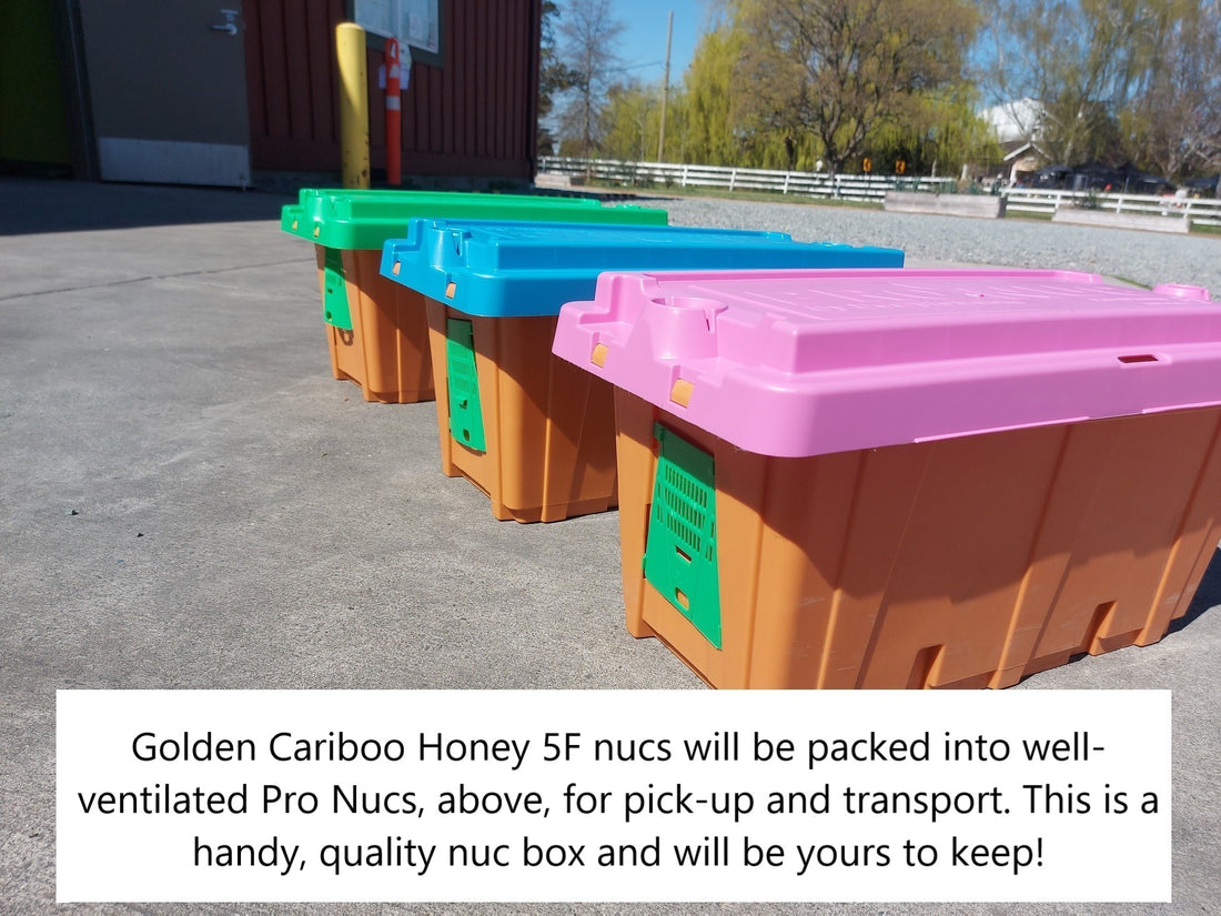 5-Frame Nuc from Golden Cariboo Honey Apiaries