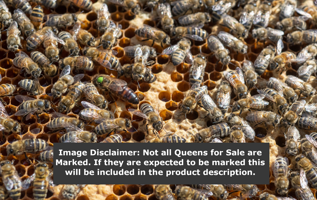 Carniolan Queens, from Australia (April)