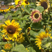 FL3267  Sunflowers - Music Box