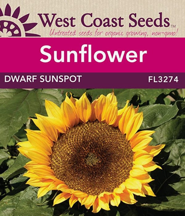 FL3274  Sunflowers - Dwarf Sunspot