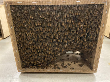 Tasmanian Packaged Bees (1.5 KG)