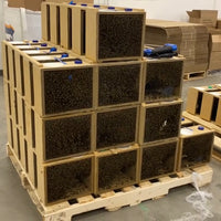 Tasmanian Packaged Bees (1.5 KG)