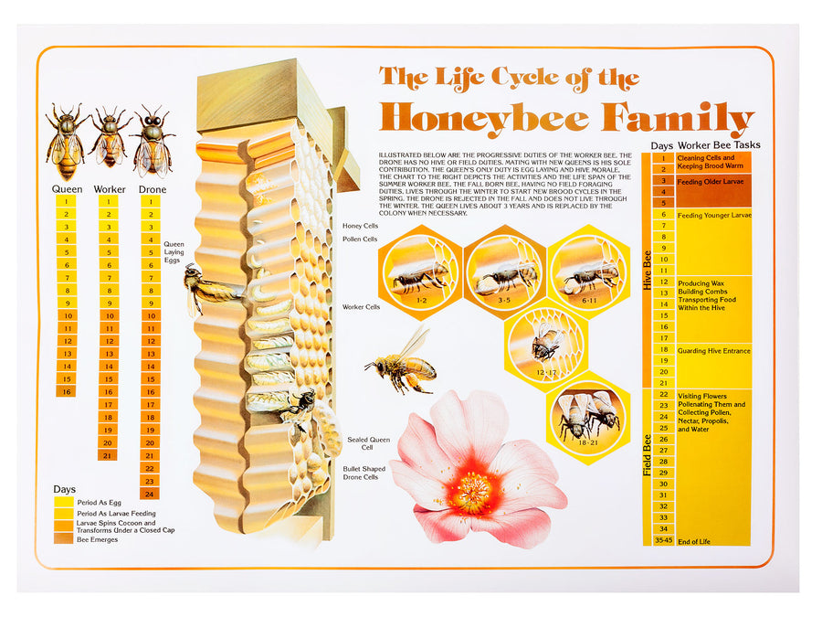 Urban Bee Supplies product photo