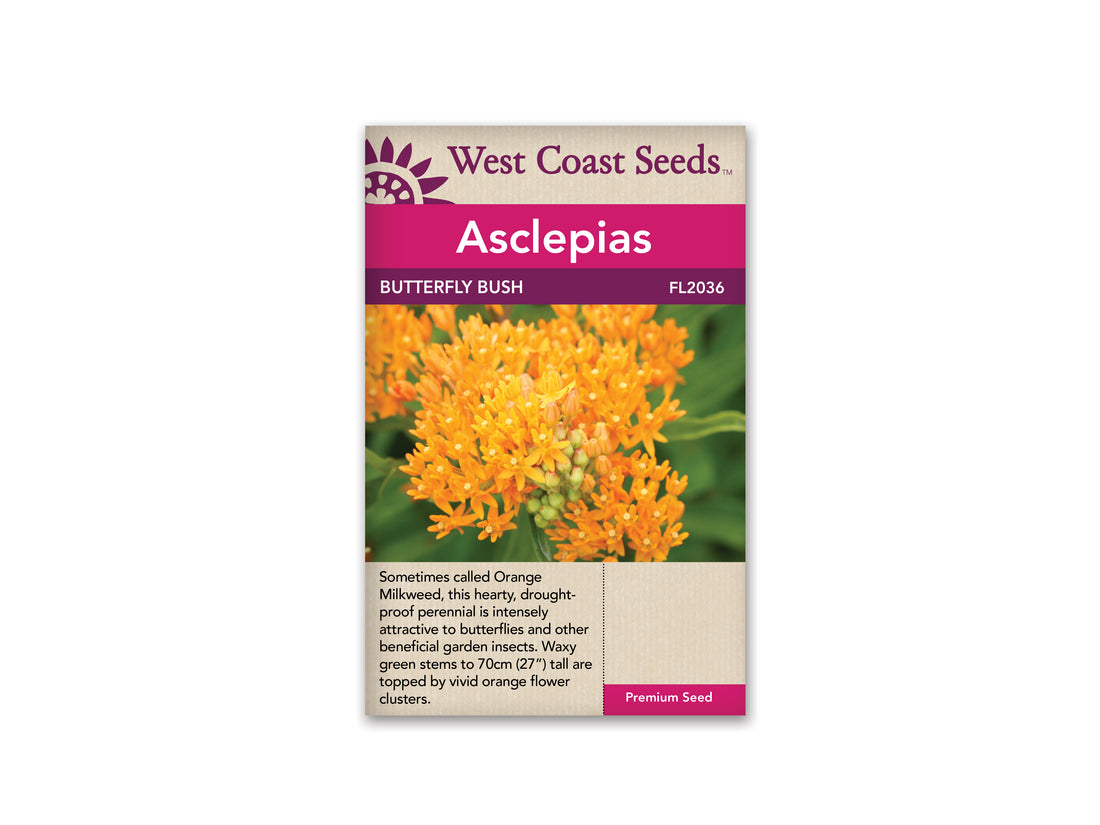 FL2036  Asclepias - Butterfly Bush