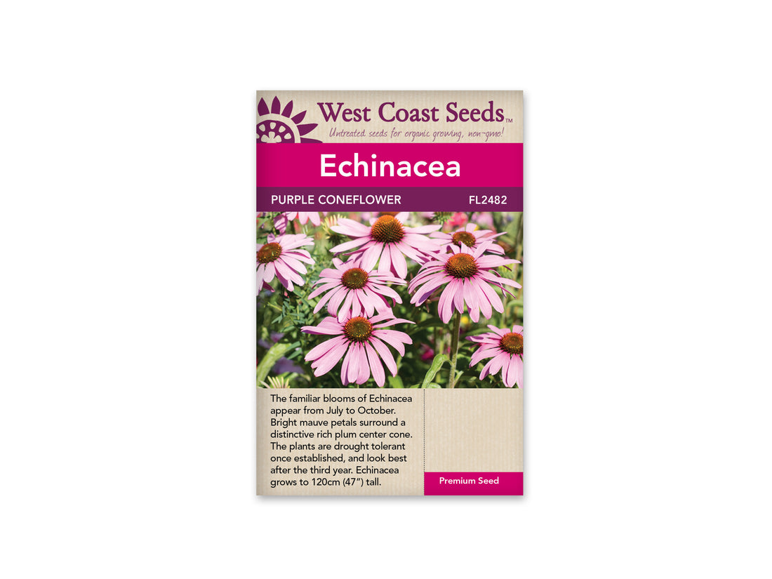 FL2482  Echinacea - Purple Coneflowers