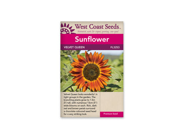 FL3253   Sunflowers - Velvet Queen