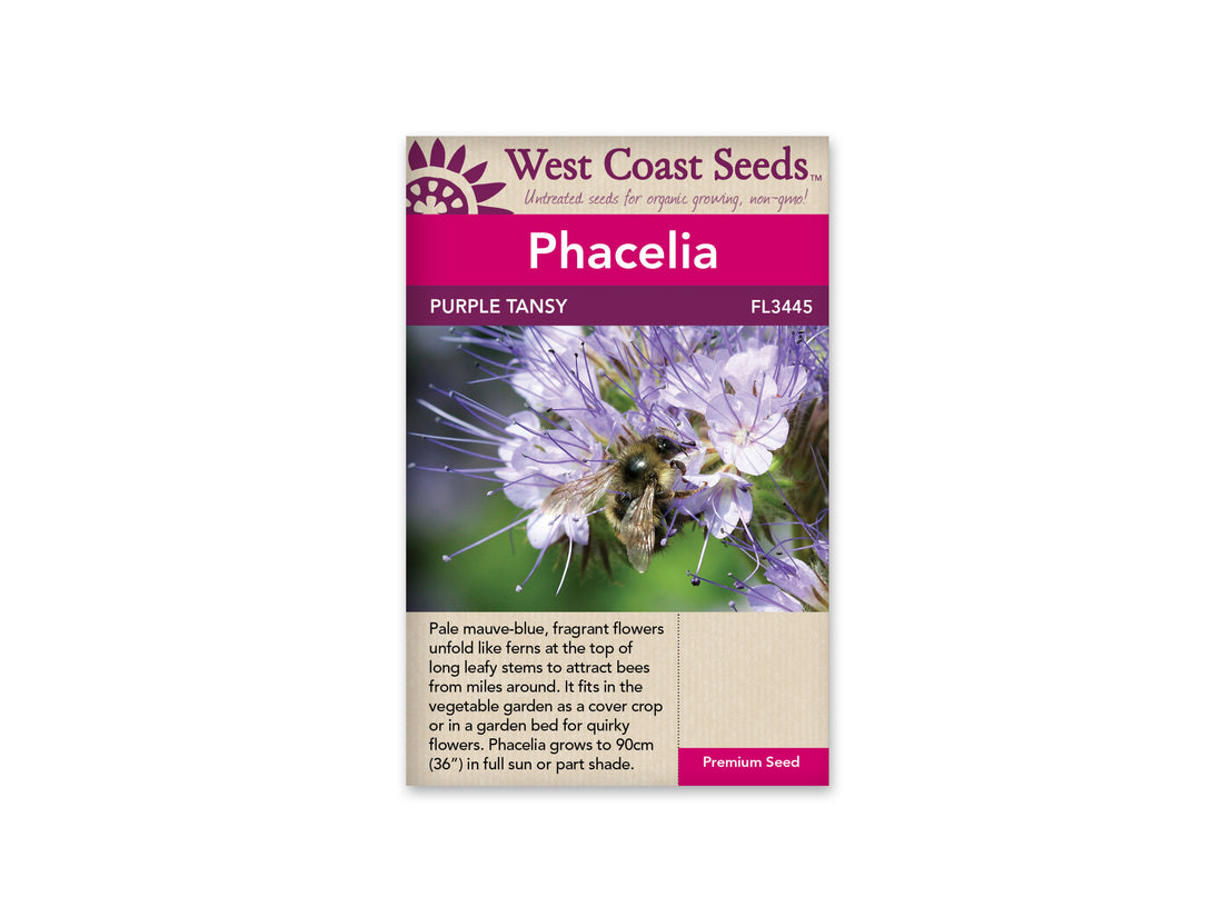 FL3445  Phacelia - Purple Tansy