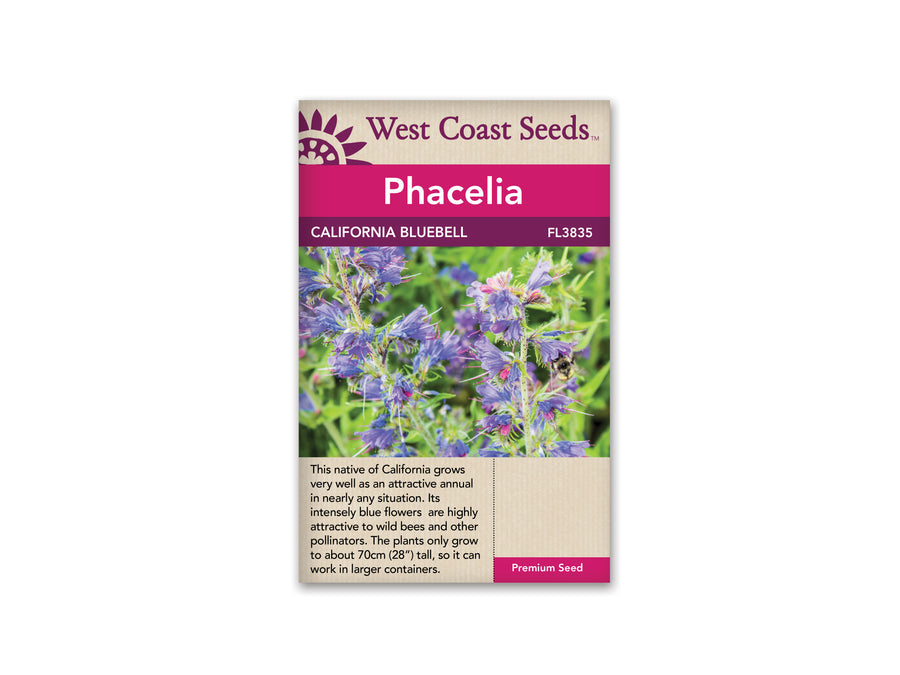 FL3835  Phacelia - California Bluebell