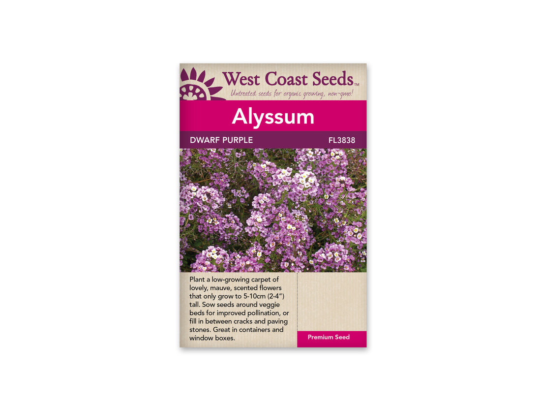 FL3838  Alyssum - Dwarf Purple
