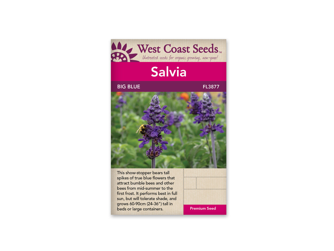 FL3877  Salvia - Big Blue (5 Seeds)
