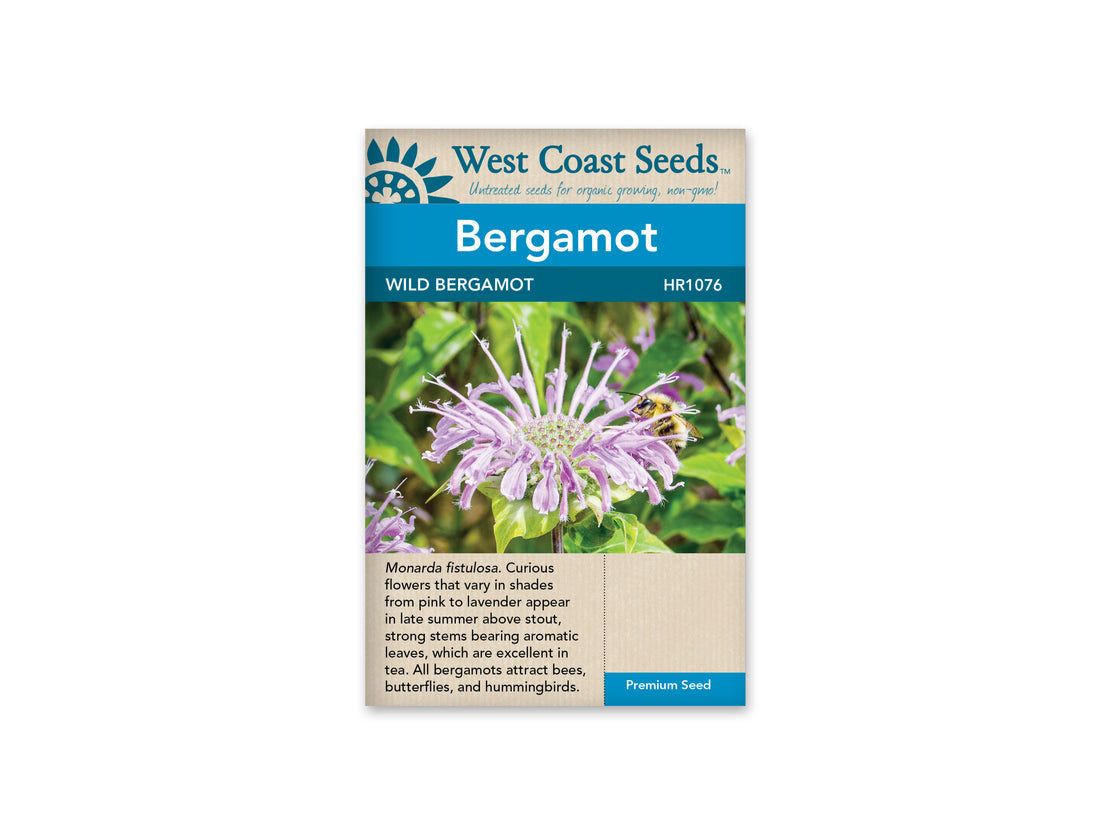 HR1076   Bergamot - Wild Bergamot