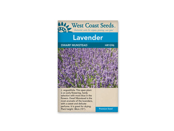 HR1096  Lavender - Dwarf Munstead
