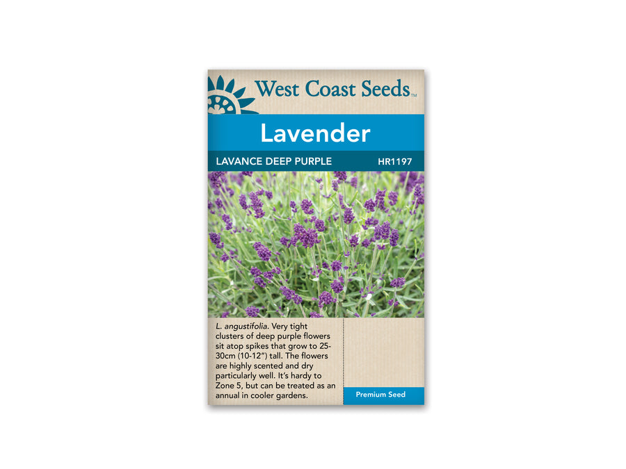 HR1197  Lavender -  Lavance Deep Purple (10 Seeds)