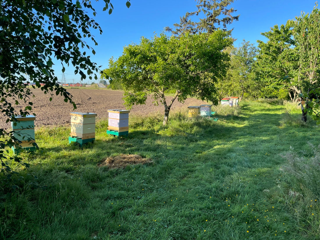 Hands-in-the-Hives Beekeeping & Mentorship Series