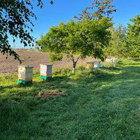 Hands-in-the-Hives Beekeeping & Mentorship Series